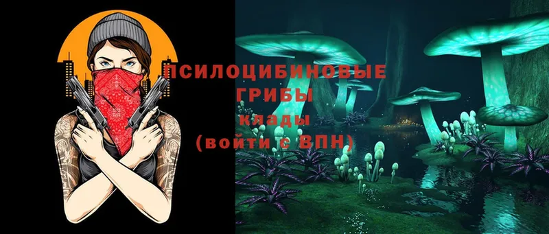 Галлюциногенные грибы Psilocybe  Удачный 